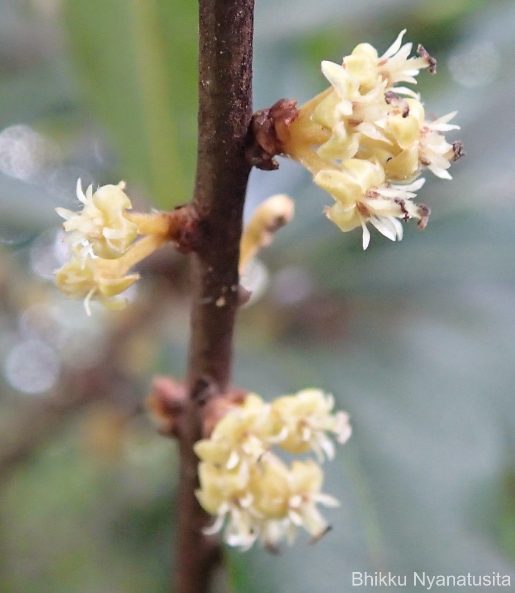 Actinodaphne stenophylla Thwaites